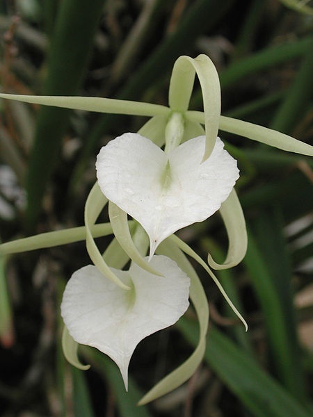 Photo:  brassavola nodosa aka Lady of the Night orchid 
